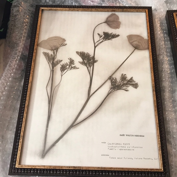 Uttermost Wall Decor Revelation 4 Piece Set Of Botanical Prints